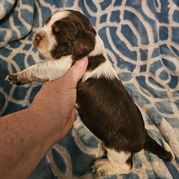 Liver tri-roan - Tri-Roan female English Springer Spaniel puppy in Anderson, South Carolina from Hembree Creek Springers