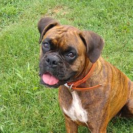 Lotus - Boxer