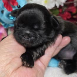 Blue Girl 2 - Black female Shih Tzu puppy in Buda, Texas from Vickie's Shih Tzus