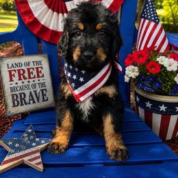 Summer - Black and tan female Irish Doodle puppy in Maryland from Grind Stone Breeding Kennels