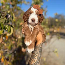 Aven - Red  female Goldendoodle puppy in Waterford, California from Alvdoodles