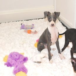 Amira Male 4 - Blue male Italian Greyhound puppy in Sparta, Tennessee from Summerwind Kennel