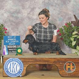 Sage - Dachshund