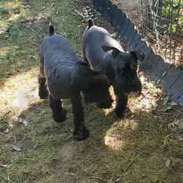 Rosie - Miniature Schnauzer