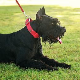 Giant Schnauzers from Mississippi Giants