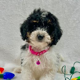Cookies and Cream - Tri-color female Bernedoodle puppy in Lancaster, Missouri from Cavapoo Acres