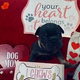 French Bulldog Puppies from Fur Baby Farms