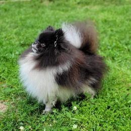 Bowie - Pomeranian