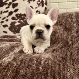 French Bulldog Puppies from Country Farm Frenchies