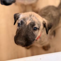 Lucky - Wheaten and brindle male Irish Wolfhound puppy in Uintah County, Utah from Bingo's Wolfhounds, Lollipop Pomskies