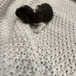 Ladder - male Cockapoo puppy in Wellington, Kansas from Brian’s Puppies