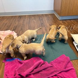 Dachshund Puppies from McJazzin Doxies