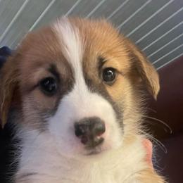 Skipper - Red male Pembroke Welsh Corgi puppy in Adairsville, Georgia from R&R Corgis