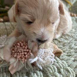 Lily - White female Coton de Tulear puppy in Freeport, Texas from H❤️PE COTONS