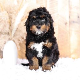 Bernedoodle and Goldendoodle Puppies from Kimberlee’s Kennels