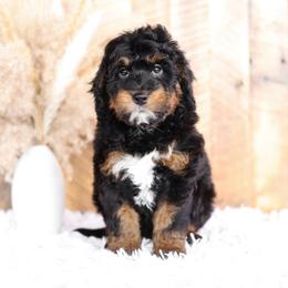 Bernedoodle and Goldendoodle Puppies from Kimberlee’s Kennels