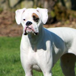 Boxers from Epitome Boxers