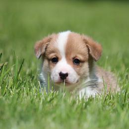 Sparky - Red male Pembroke Welsh Corgi puppy in Fort Madison, Iowa from Bellwether Acres