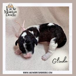 Glinda - Blue female Australian Labradoodle puppy in Eagle Mountain, Utah from Lake Mountain Doodle