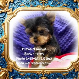 Travis - Black and tan male Maltese puppy in Silverhill, Alabama from Malteseuluv’s Tiny Treasurers