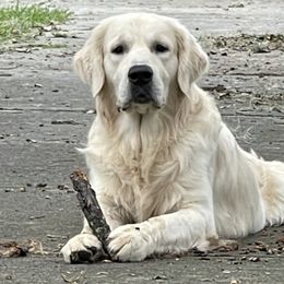 Maverick - Golden Retriever
