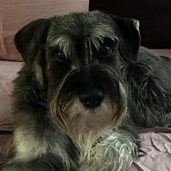 Amina - Standard Schnauzer