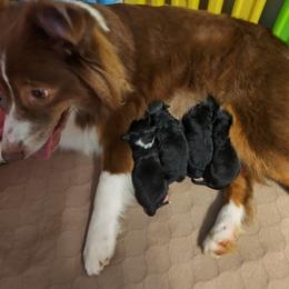 I will post better pictures soon - Black tri male Miniature Australian Shepherd puppy in Charlotte, North Carolina from Dave's Mini Aussies