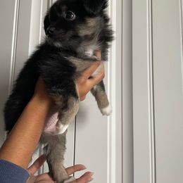 Miniature Australian Shepherd Puppies from Pale Moon Aussies