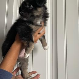 Miniature Australian Shepherd Puppies from Pale Moon Aussies
