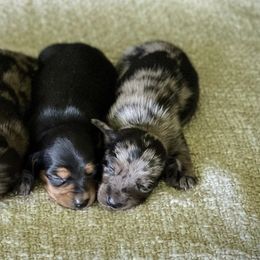 Dachshunds from Presley's Hounds and Farm