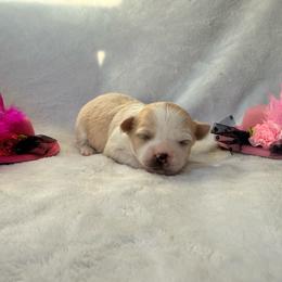 Luna - Cream female Chihuahua puppy in Seneca, Missouri from Stephanie’s Puppy Colony