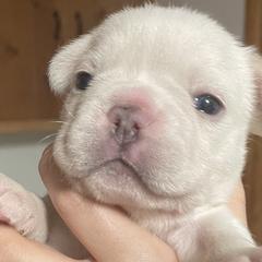 French Bulldogs from Corbin lucero