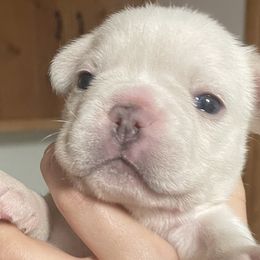 French Bulldogs from Corbin lucero