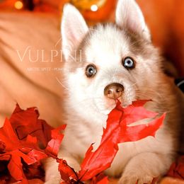 “Softy” - VP Black Magic Love Me Tender - Red and white Pomsky puppy in Homer, Alaska from Vulpini Arctic Spitz