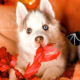 “Softy” - VP Black Magic Love Me Tender - Red and white Pomsky puppy in Homer, Alaska from Vulpini Arctic Spitz