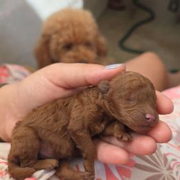 Gigi - Red female Maltipoo puppy in San Diego, California from Maltipoos SD