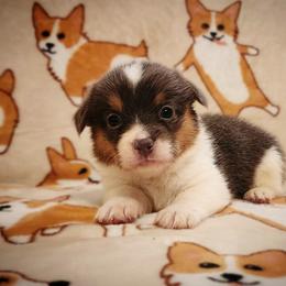 Ariel - Blue female Pembroke Welsh Corgi puppy in Warrensburg, New York from The Adirondack Corgi