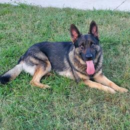 German Shepherds from The Shepherds' House