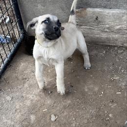 Ducky - Yellow female Black Mouth Cur puppy in Warsaw, Missouri from Heritage Cow Dogs