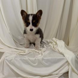 Roxie - Blue female Pembroke Welsh Corgi puppy in Hinton, Oklahoma from Corgi Farms
