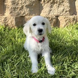 Sugar - Light golden female Golden Retriever puppy in Conroe, Texas from Tails of Cypress