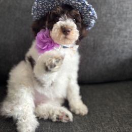 Aussiedoodle, Bernedoodle, Goldendoodle, and Poodle Puppies from Vallevistadoodles