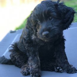 Coco puffs - Black male Goldendoodle puppy in Point, Texas from Tiny Paws Goldendoodles