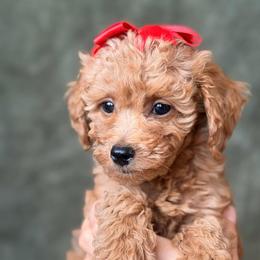 Coco - Red  female Goldendoodle puppy in Sacramento, California from GoldenDoodle Love
