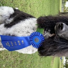 Poodles from Birch Creek Standard Poodles