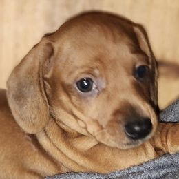 Boston Terriers, Dachshunds, and Pugs from Mauzey's Bostons