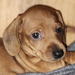 Boston Terriers, Dachshunds, and Pugs from Mauzey's Bostons