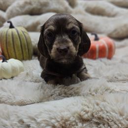 Ziti 3250 - Cream female Dachshund puppy in Anaconda, Montana from Montana Country Dachshunds