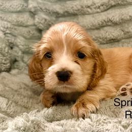 Sprinkles - Buff female Cocker Spaniel puppy in Sumter, South Carolina from Cocker Eclipse In Home Kennel