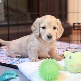 Tassie - Cream female Dachshund puppy in Caulfield, Missouri from Hocomo Hollow Doxies